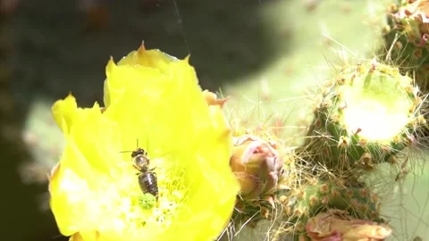 Bees on a Cactus Stock Footage 230125059