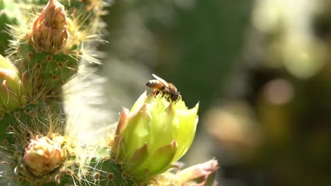 Bees on a Cactus Stock Footage 230125060