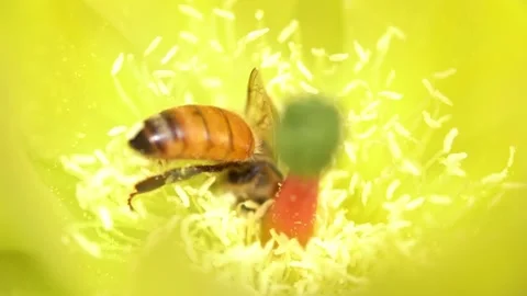 Bees on a Cactus Stock Footage 230125069