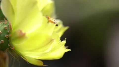 Bees on a Cactus Stock Footage 230125081
