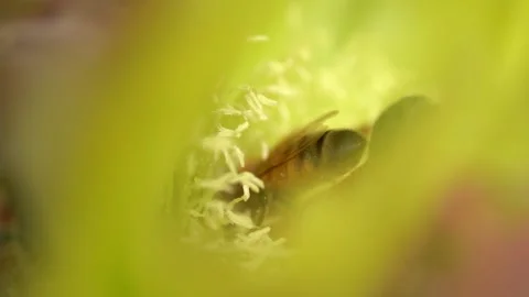 Bees on a Cactus Stock Footage 230125088