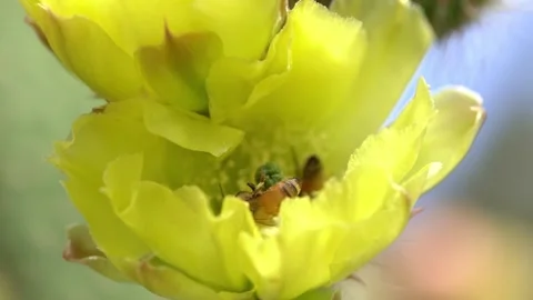 Bees on a Cactus Stock Footage 230125097