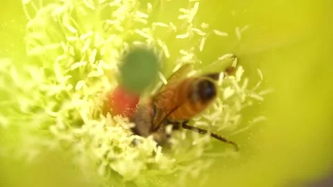 Bees on a Cactus Stock Footage 230125098