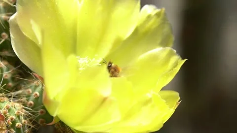 Bees on a Cactus Stock Footage 230125120