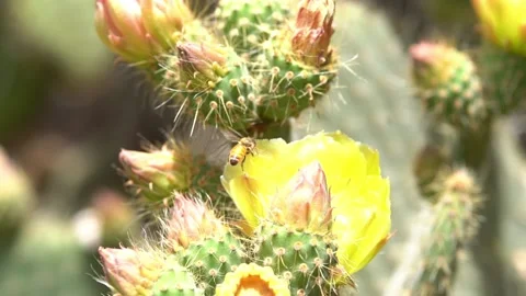Bees on a Cactus Stock Footage 230125121