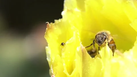 Bees on a Cactus Stock Footage 230125143