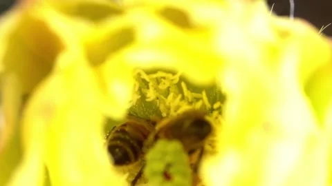 Bees on a Cactus Stock Footage 230125144
