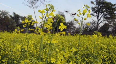 Bees on Canola flowers Stock Footage 59090290
