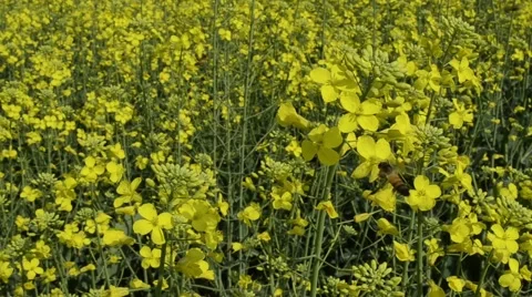 Bees on canola flowers Stock Footage 59189900