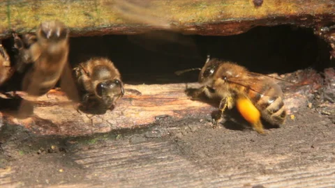 Bees carry pollen Stockbeeldmateriaal 129040155
