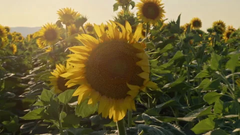 Bees Carrying New Crops and Pollen in Sunflower Plants Stock Footage 252153825