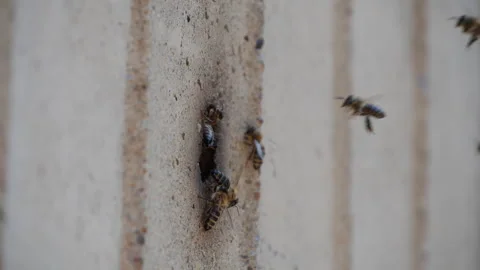 Bees carrying pollen and getting inside the small hole in the wall Stock Footage 263017483