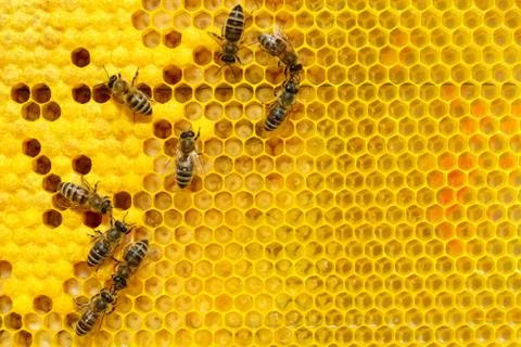 Bees on a cell with larvae. Bees Broods. Foto stock