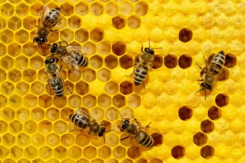 Bees on a cell with larvae. Bees Broods. Stock Photos