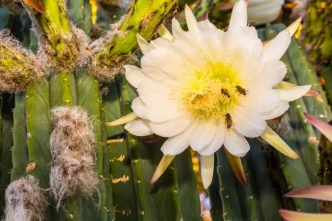 Bees on Cereus Cactus Stock Photos