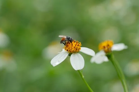 Bees on a chamomile flower. Photos