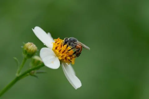 Bees on a chamomile flower. Stockfoto's