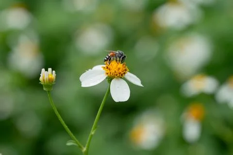 Bees on a chamomile flower. Stockfoto's
