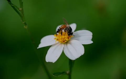 Bees on a chamomile flower. Photos