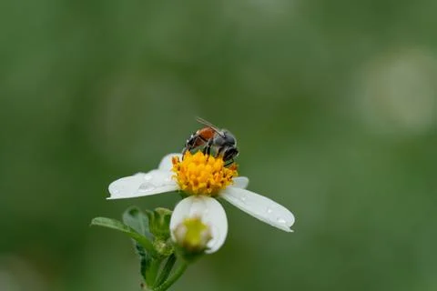 Bees on a chamomile flower. Foto stock