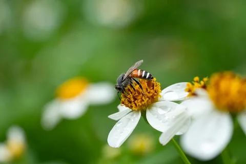 Bees on a chamomile flower. 库存照片