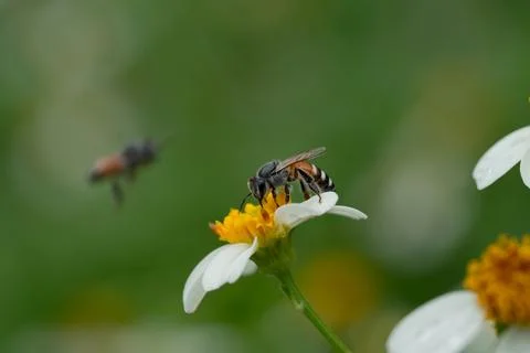 Bees on a chamomile flower. Stock Photos