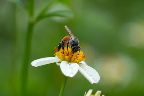Bees on a chamomile flower. Stockfoto's