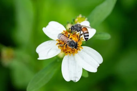 Bees on a chamomile flower. 库存照片