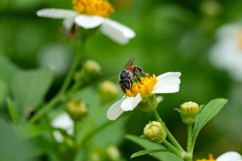 Bees on a chamomile flower. Stock Photos
