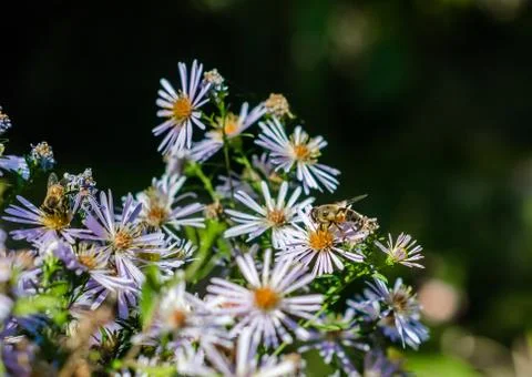 Bees on chamomile flowers Stock-Fotos