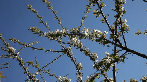 Bees on cherry blossoms in clear spring day. Stock-Footage 37554919