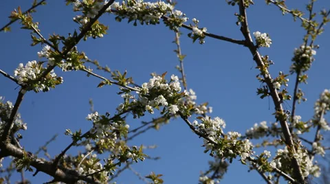Bees on cherry blossoms in clear spring day. Stock Footage 37554920