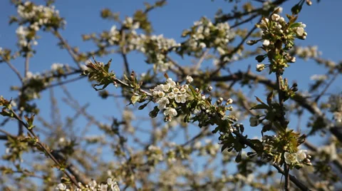 Bees on cherry blossoms in clear spring day. Stock-Footage 37554930