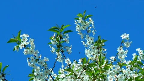 Bees on the Cherry Blossoms Stock Footage 89862058