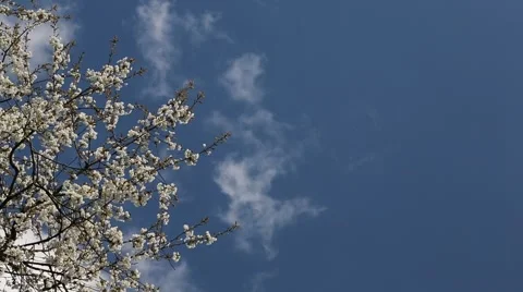 Bees on the cherry Stock-Footage 46572880