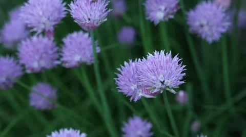 Bees on Chives Flowers Stock Footage 10593826