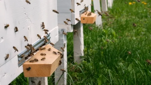 The bees circle around the hive and put the freshly floral nectar and flower Stock Footage 107454133