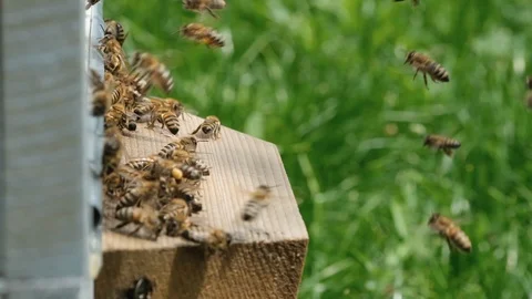 The bees circle around the hive and put the freshly floral nectar Stock Footage 110829465