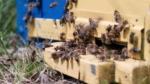 The bees circle around the hive and put the freshly floral nectar and flower Stock Footage 155575052