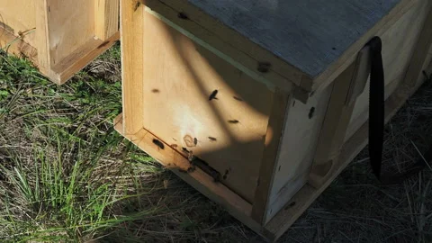 The bees circle around the hive Stock Footage 122923747