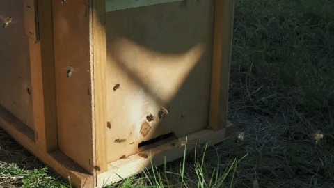 The bees circle around the hive Stock Footage 122979373
