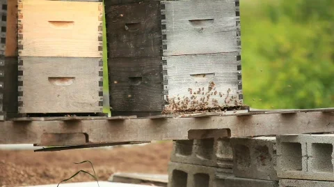 Bees Circling  動画素材 594190