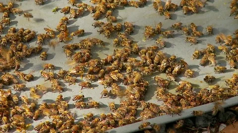 Bees Cleaning Honey Video stock 43965597