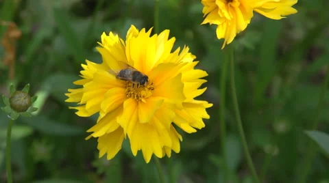 Bees cleans itself on a flower Stockbeeldmateriaal 51674331