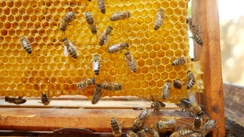 Bees climb the frame with honey in the apiary. Stock Footage 314095486