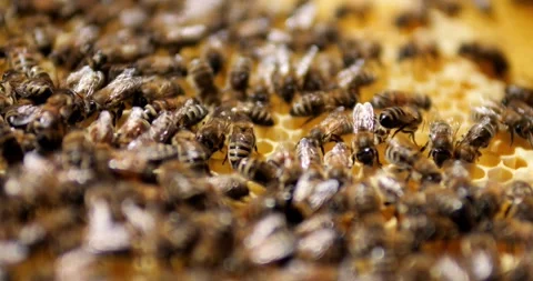 Bees climb the honeycombs. Work of bees in the hive. Production of honey in an Stock Footage 276318874