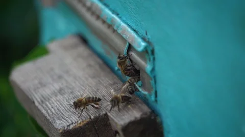 Bees climb out of the apiary Stock-Footage 107969060