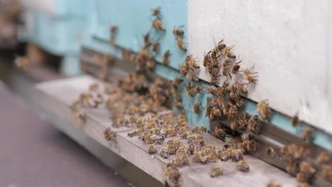 Bees climb out of the hive 2 Stock Footage 157215087