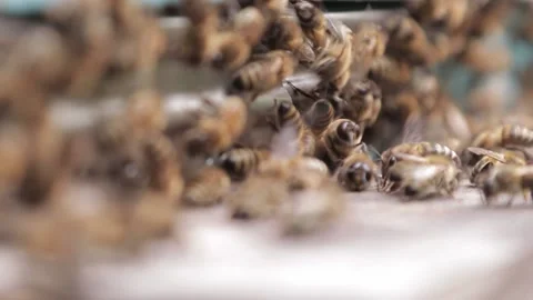 Bees climb out of the hive Stock Footage 157215095