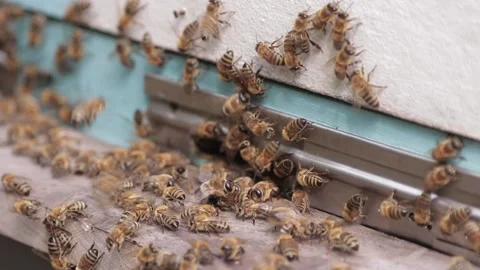 Bees climb out of the hive Video stock 157215107